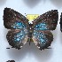  ( - NPML_lyc453)  @11 [ ] Copyright (c) (2025) Maeva Leroy Unspecified