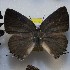  ( - NPML_lyc467)  @11 [ ] Copyright (c) (2025) Maeva Leroy Unspecified