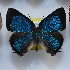  ( - NPML_lyc478)  @11 [ ] Copyright (c) (2025) Maeva Leroy Unspecified