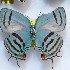  ( - NPML_lyc480)  @11 [ ] Copyright (c) (2025) Maeva Leroy Unspecified