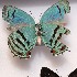  ( - NPML_lyc489)  @11 [ ] Copyright (c) (2025) Maeva Leroy Unspecified