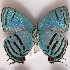  ( - NPML_lyc526)  @11 [ ] Copyright (c) (2025) Maeva Leroy Unspecified