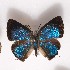  ( - NPML_lyc539)  @11 [ ] Copyright (c) (2025) Maeva Leroy Unspecified