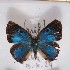  ( - NPML_lyc550)  @11 [ ] Copyright (c) (2025) Maeva Leroy Unspecified