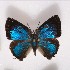  ( - NPML_lyc551)  @11 [ ] Copyright (c) (2025) Maeva Leroy Unspecified