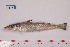  ( - SillaginidaeFS19)  @11 [ ] by-nc-nd (2022) Xiang-Li Lyv SouthChinaSeaEnvironmentalMonitoringCenter