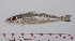  ( - SillaginidaeFS20)  @11 [ ] by-nc-nd (2022) Xiang-Li Lyv SouthChinaSeaEnvironmentalMonitoringCenter
