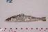  ( - SillaginidaeFS25)  @11 [ ] by-nc-nd (2022) Xiang-Li Lyv SouthChinaSeaEnvironmentalMonitoringCenter