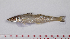  ( - SillaginidaeFS33)  @11 [ ] by-nc-nd (2022) Xiang-Li Lyv SouthChinaSeaEnvironmentalMonitoringCenter