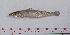  ( - SillaginidaeFS6)  @11 [ ] by-nc-nd (2021) Xiang-Li Lyv SouthChinaSeaEnvironmentalMonitoringCenter