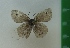  (Ypthima argus - g716)  @13 [ ] Copyright (2015) Vlasova Alisa Institute of Ecological Problems of the North