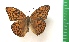 (Argynnis ruslana - g999)  @14 [ ] Copyright (2015) Vlasova Alisa Institute of Ecological Problems of the North