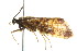  ( - 10RMCAD-015)  @11 [ ] CreativeCommons - Attribution (2010) CBG Photography Group Centre for Biodiversity Genomics