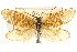  ( - 10RMCAD-016)  @11 [ ] CreativeCommons - Attribution (2010) CBG Photography Group Centre for Biodiversity Genomics