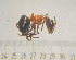  ( - SS24C269)  @11 [ ] Unspecified (default): All Rights Reserved (2024) Saemi Schaer Unspecified