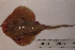  (Leucoraja naevus - RNEZ231)  @14 [ ] Copyright (2010) Stephen Cotterell Unspecified