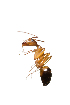  (Camponotus MG054 - XMAD_026)  @12 [ ] Copyright (2017) David Liittschwager Natural History Photography