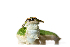  ( - XMAD_047)  @11 [ ] Copyright (2017) David Liittschwager Natural History Photography