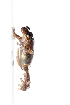  ( - XMAD_184)  @11 [ ] Copyright (2017) David Liittschwager Natural History Photography