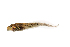  (Mantellidae - XMAD_185)  @11 [ ] Copyright (2017) David Liittschwager Natural History Photography