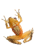  (Gephyromantis luteus - XMAD_231)  @11 [ ] Copyright (2017) David Liittschwager Natural History Photography