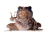  ( - XMAD_232)  @11 [ ] Copyright (2017) David Liittschwager Natural History Photography