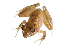  ( - XMAD_239)  @11 [ ] Copyright (2017) David Liittschwager Natural History Photography