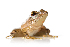  ( - XMAD_239)  @11 [ ] Copyright (2017) David Liittschwager Natural History Photography