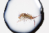  ( - XMAD_290)  @11 [ ] Copyright (2017) David Liittschwager Natural History Photography