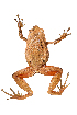  ( - XMAD_344)  @11 [ ] Copyright (2017) David Liittschwager Natural History Photography