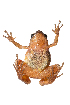  ( - XMAD_344)  @11 [ ] Copyright (2017) David Liittschwager Natural History Photography