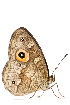  (Heteropsis subsimilis - XMAD_345)  @12 [ ] Copyright (2017) David Liittschwager Natural History Photography