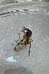  ( - DIANSY-ROPMVB1-02)  @11 [ ] Creative Commons-Attribution Non Commercial-Share Alike (2024) Lujza Keresztes Unspecified