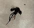  ( - DIBIBMA-ROMMDR-IZ01-02)  @11 [ ] Creative Commons-Attribution Non Commercial-Share Alike (2024) Lujza Keresztes Unspecified