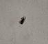  ( - DIBRXX-ROBNGL-VL-12)  @11 [ ] Creative Commons-Attribution Non Commercial-Share Alike (2021) Lujza Keresztes Unspecified