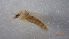  ( - DICACO_MNHrid_38)  @11 [ ] Creative Commons-Attribution Non Commercial-Share Alike (2022) Lujza Keresztes Unspecified