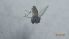  ( - DICH_SVIP_06)  @11 [ ] Creative Commons-Attribution Non Commercial-Share Alike (2022) Lujza Keresztes Unspecified