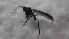  ( - DIDO_FI2d_03)  @11 [ ] Creative Commons-Attribution Non Commercial-Share Alike (2022) Lujza Keresztes Unspecified