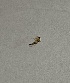 ( - DIEM-ROCJFI-MR-06)  @11 [ ] Creative Commons-Attribution Non Commercial-Share Alike (2021) Lujza Keresztes Unspecified