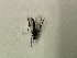  ( - DIEM-ROMMBO-LI-04)  @11 [ ] Creative Commons-Attribution Non Commercial-Share Alike (2021) Lujza Keresztes Unspecified