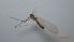  ( - DIPEDS_FI2_01)  @11 [ ] Creative Commons-Attribution Non Commercial-Share Alike (2022) Lujza Keresztes Unspecified