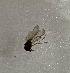  ( - DITH-TABE-RONTTF-IC-01)  @11 [ ] Creative Commons-Attribution Non Commercial-Share Alike (2021) Lujza Keresztes Unspecified