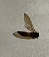  ( - DITH-TBE-MNVEGR-02)  @11 [ ] Creative Commons-Attribution Non Commercial-Share Alike (2021) Lujza Keresztes Unspecified