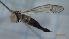  ( - DITISS_FI2a_02)  @11 [ ] Creative Commons-Attribution Non Commercial-Share Alike (2022) Lujza Keresztes Unspecified