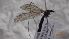  ( - DITITS_MN_02)  @11 [ ] Creative Commons-Attribution Non Commercial-Share Alike (2022) Lujza Keresztes Unspecified