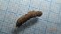  ( - DITITX_FI2d_02)  @11 [ ] Creative Commons-Attribution Non Commercial-Share Alike (2022) Lujza Keresztes Unspecified