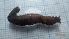  ( - DITITX_PON1)  @11 [ ] Creative Commons-Attribution Non Commercial-Share Alike (2022) Lujza Keresztes Unspecified