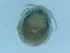  ( - G-HY-ARSP-FI2A)  @11 [ ] Creative Commons-Attribution Non Commercial-Share Alike (2021) Mirela Cimpean Unspecified