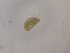  (Frontipodopsis - G-HY-FRRE-S7)  @11 [ ] Creative Commons-Attribution Non Commercial-Share Alike (2021) Mirela Cimpean Unspecified