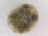  ( - G-HY-HYNO-MON1-01)  @11 [ ] Creative Commons-Attribution Non Commercial-Share Alike (2021) Mirela Cimpean Unspecified